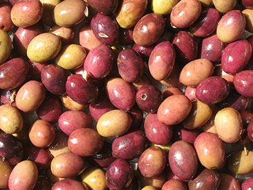 Azeitona Cobran�osa