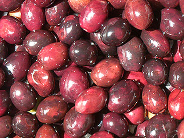 Azeitona Preta Galega