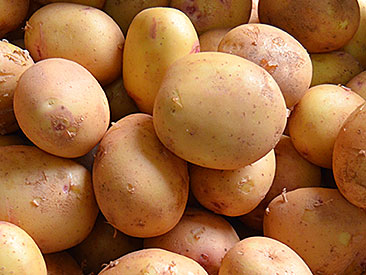 Batata Olho-de-Perdiz