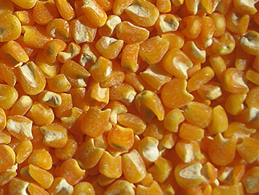 Milho Cachupa Amarelo