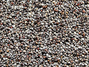 Sementes de Papoila